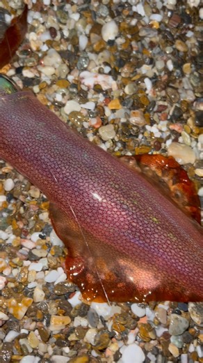 DTD ballistic και βότσαλο συνήθως πάνε παρέα | Mike Ioannidis