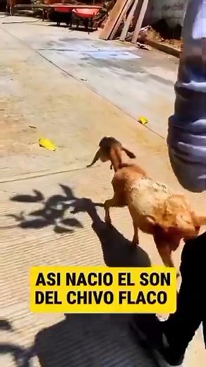 Asi nació el son del 🐐 flaco 😅😂 | Zitlaltepec Guerrero