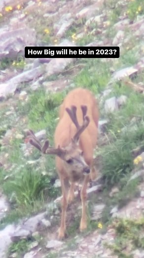 How Big will this one be in 2023? He’s got some fun extra stuff going on! What you say??? | MonsterMuleys.com