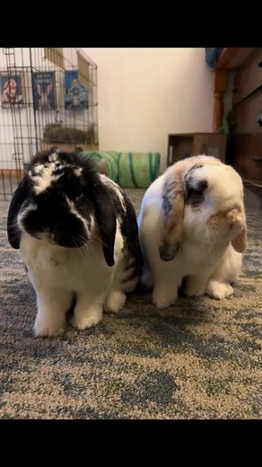 Hungry eyes 🥬👀🐰 #HungryEyes #Hungry #Breakfast #Starving #FeedMe #FeedUs #BunnyLife #BunnyLove #Bunny #Rabbit #MiniLop #Rabbits #Bunnies #MiniLopAdventures | Mini Lop Adventures