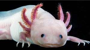 Les secrets de la régénération de l’axolotl résident peut-être dans son incroyable génome