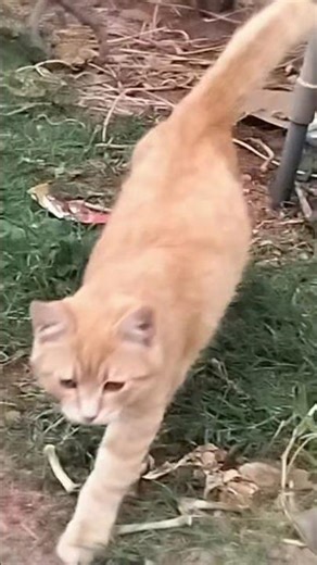 cat walk!#youtubeshorts #trending #viral #shortvideo #