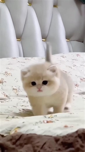 New Cool Tool!🥰 New Viral Gadgets, Smart Kichen Appliances, Tolls, Utensils, HomeCleaning #shorts 1