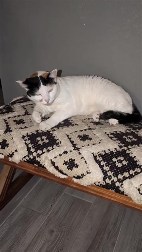 meow :3 #jazz #cat #sleepy #emma