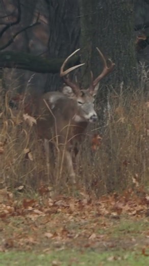 Smackdown in Illinois