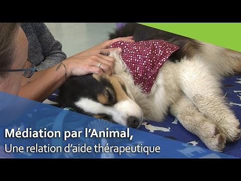 Médiation par l'animal