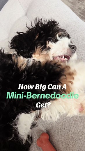 Mini Bernedoodle time lapse from 2 month old 🐶 Watch Coco grow! #PuppyGrowth #MiniBernedoodle #PetStory