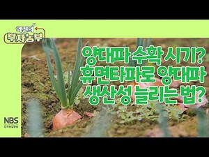 [역전의부자농부 235회] 양대파 수확시기? 휴면타파로 양대파 생산성 늘리는 법?