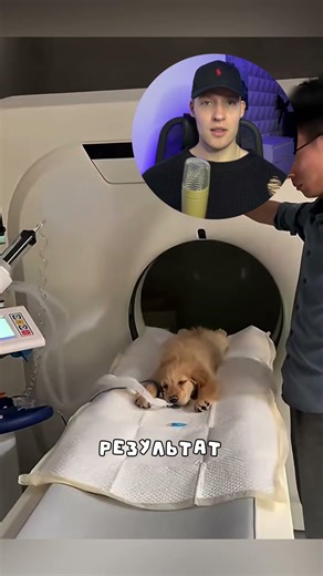 Песик с рогом на голове😳 #собака #животные #shorts