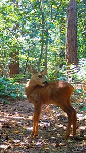 4.2K views · 421 reactions | Magical moment 歷  Once Upon a Forest music Landscape With a Fairy-Aspidistrafly | The wonderful world | Facebook
