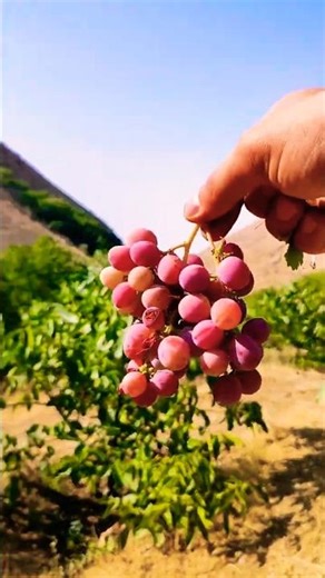 Mountain black grape 🍇 which grows as a car and does not use any water or gardening