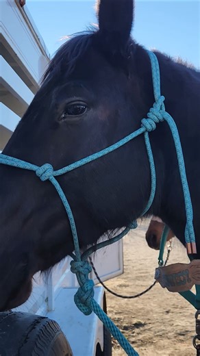 How to Tie a Rope Halter 🐎✨️