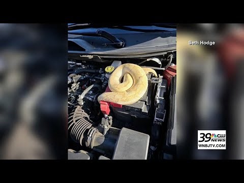 TN Man finds ball python hiding in SUV engine compartment