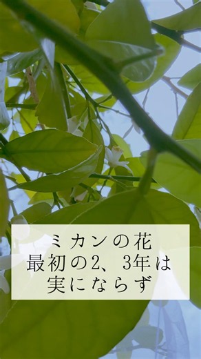 【家庭菜園】みかんの開花のあと