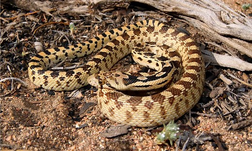 What Do Gopher Snakes Eat? 10 Common Foods