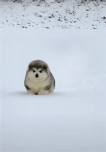 Bằng Cường trên TikTok