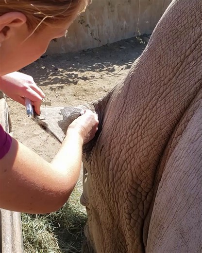 1.2M views · 1.2K reactions | Part of Ongava the white rhino’s annual...