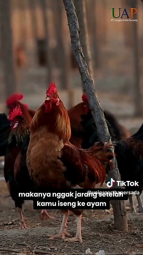 Mengapa Ayam Sensitif Setelah Dijahilin? Fakta dan Mitos Terungkap!