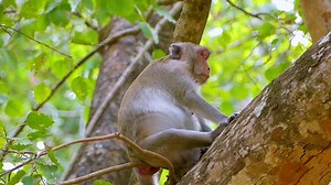 6.2K views · 209 reactions | Lovely Monkey Jane Update 殺 ------------------------------------ | Monkeys Buzz | Facebook