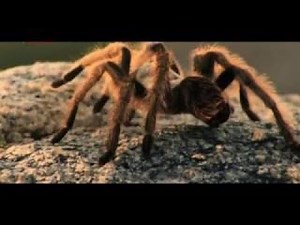 Predatori spietati documentario