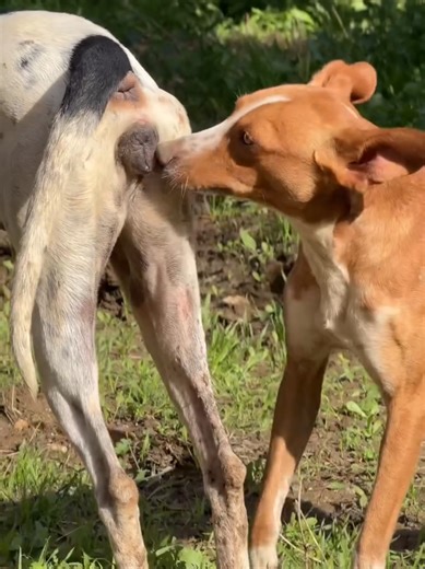 Dogs in Style: XXL Fashion Trends