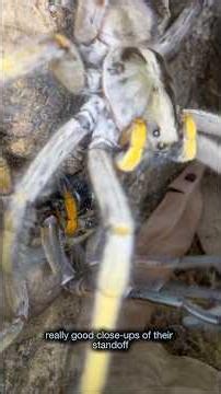 Pairing wolf spiders, the male really pushes his luck #spider #arachnid #amazingarachnids