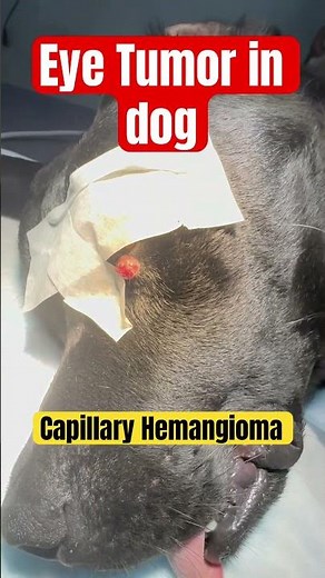 Eye tumor in Dog. Eye tumor Surgery in Dog