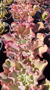 4" Echeveria Giant Ruffles: Rare Orange & Pink Frills Succulent - Etsy