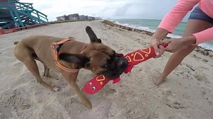 600K views · 5.8K reactions | Doggy destroyers have met their match with this tough, but lovable lizard! Constructed with real fire hose material and no stuffing, these toys are built to last and made for any environment! ★Shop Now★ www.coupaw.us/2dTkvws | Family Pet by GreaterGood | Facebook