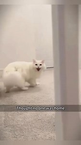 2.1M views · 10K reactions | Two personalities of a car 藍 | Purrfectly Hilarious | Facebook