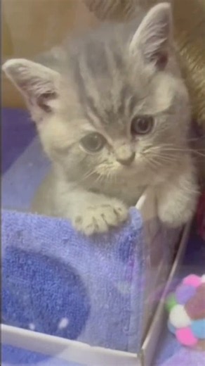👆🏻 【猫が喜ぶ映像】QQcar cat 🥰癒し🥰#猫 #子猫 #ねこ #고양이#猫が喜ぶ映像#새끼고양이#고양이동영상 #子ネコ #cat #kitty