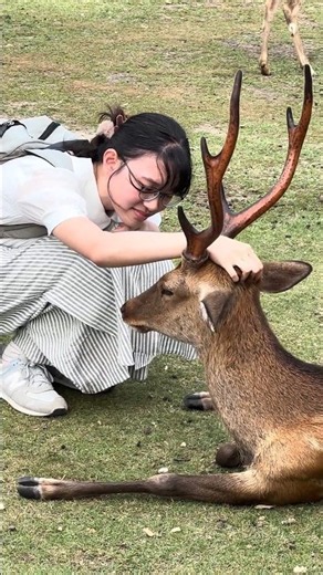 🦌 奈良公園の魅力がいっぱい！可愛い鹿たちと心温まる日本の風景 🇯🇵❤️✨#NaraPark #NaraDeer #Japan #JapanTravel #Hiran #Deer #Viral