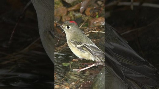 Ruby-crowned Kinglet Song Video Short: Songbird Nature Sounds | Blair Hammond