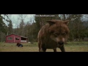 Twilight Wolves - Riot