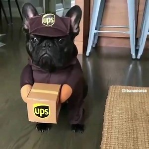 Hello ma'am, your package has arrived. (via: itsmenorse)🐶 😁Shop now: http://bit.ly/2FdcFNh Free Shipping on orders over $49 ✨Code:ZFWS✨ #ZAFUL | ZAFUL