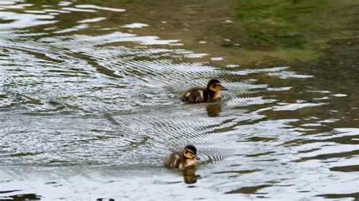 Duck, Cub, Chick. Free Stock Video