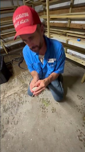 Crocodile hatching out of egg #crocodile #goated #egg#nature