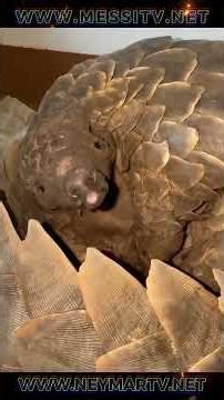 WOMEN RESCUES PANGOLINS AND RAISES IT WITH LOVE #shorts #trending #reels