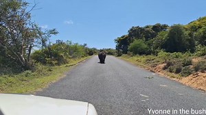 107K views · 3.7K reactions | Did you know rhinos can make sounds? I...