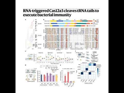 430-Cas12a3 cleaves tRNA tails to execute bacterial immunity
