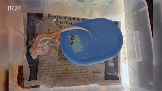 Abendschau: Animal Hoarding: Wenn Tierliebe in Überforderung umschlägt