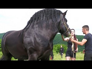 Armăsari pentru montă Lupu Șor de la Orlat - Sibiu 2023