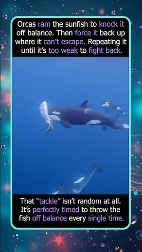 Orcas Tackle Their Prey to Control the Hunt