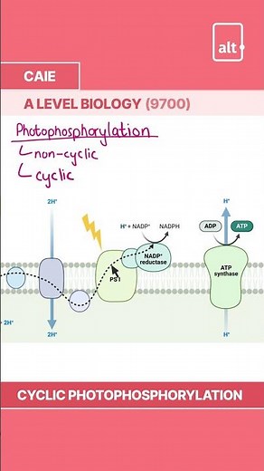 A Level Biology | Cyclic Photophosphorylation