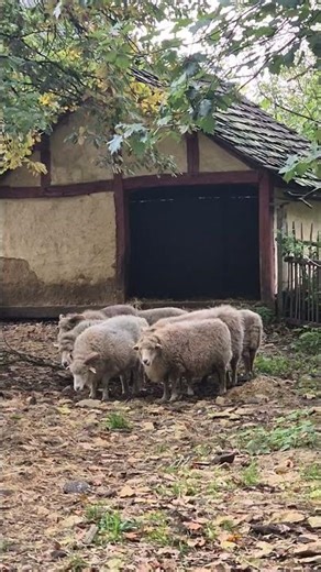 Sheep are among the several traditional farm animals kept on the site | Guédelon Castle 🐑