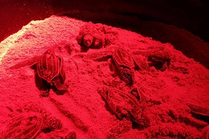40 baby leatherback turtles hatch, head out to Andaman sea