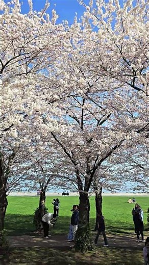Cherry blossom viewing at Spencer Smith park (2026)