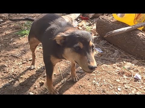 Sweetest puppy blows up like a balloon, rescued from subcutaneous emphysema.