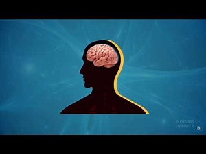 Animal Brains compared to Human Brains (Aaron and Tarun) Year 11 Psychology