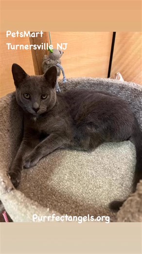 13 reactions | Adoptable Cats Petsmart in Turnersville NJ | Purrfect Angels Cat Rescue, Inc. | Facebook